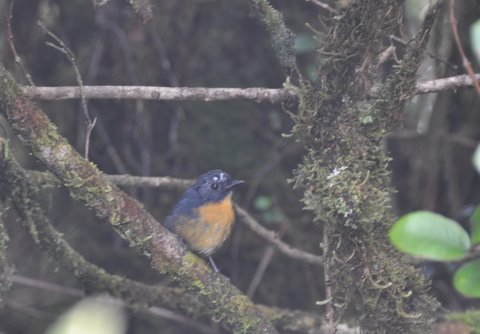 225. MANGROVENILTAVA (Cyornis rufigastra)