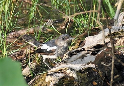 230. DAYALIJSTER (Copsychus salaris)