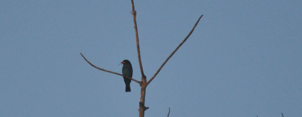 218. DOLLARVOGEL (Eurystomus orientalis)