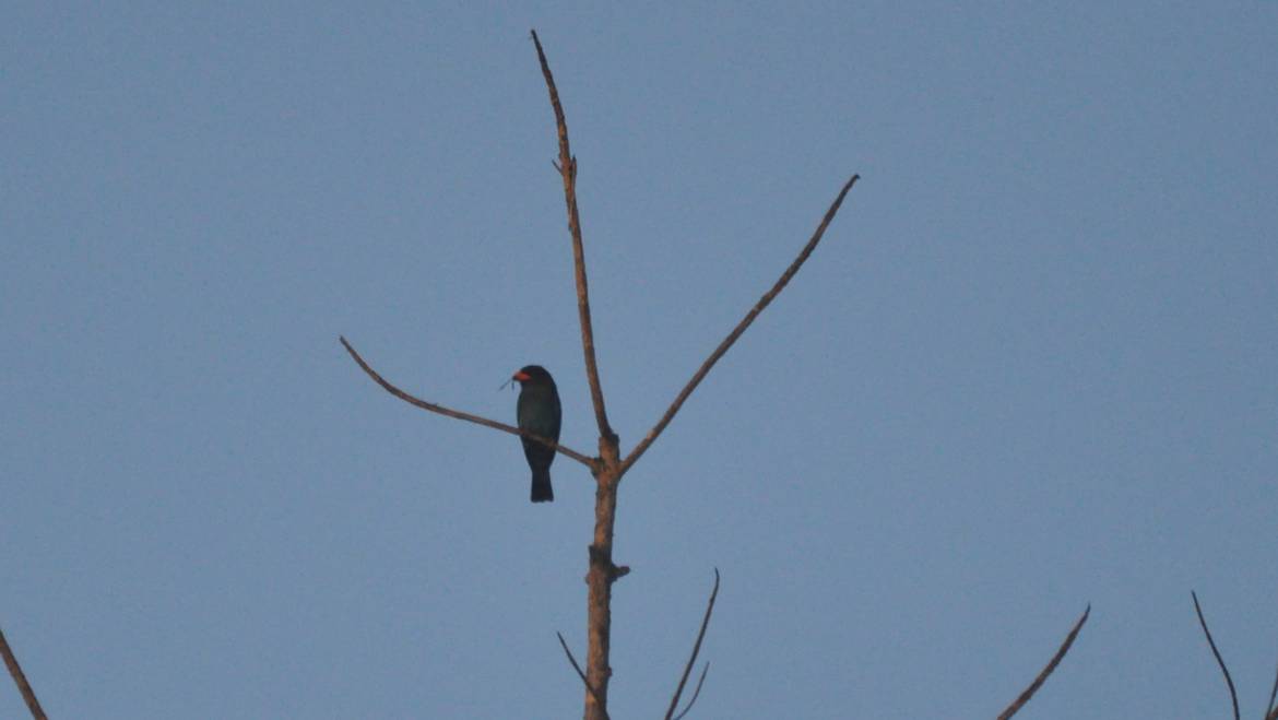 218. DOLLARVOGEL (Eurystomus orientalis)