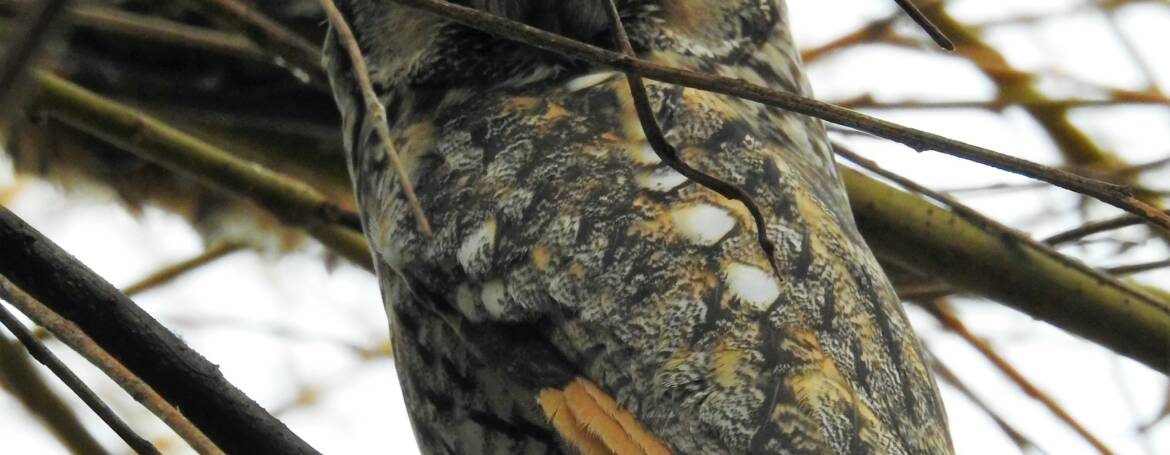 39B. RANSUIL (Asio Otus)