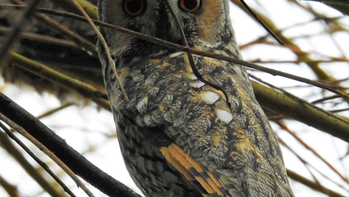 39B. RANSUIL (Asio Otus)