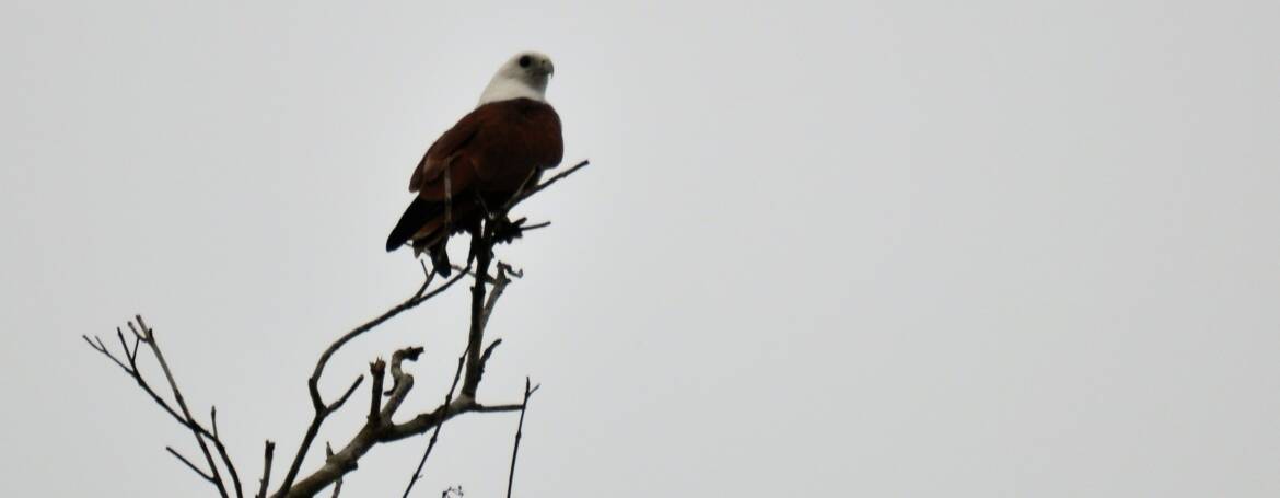 237. BRAHMAANSE WOUW (Haliastur indus)