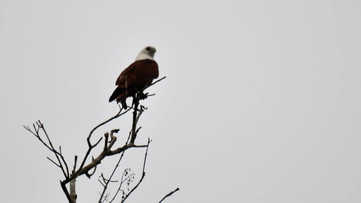 237. BRAHMAANSE WOUW (Haliastur indus)