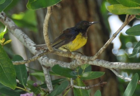 238. BRUINKEELHONINGZUIGER (Anthreptes malacensis)