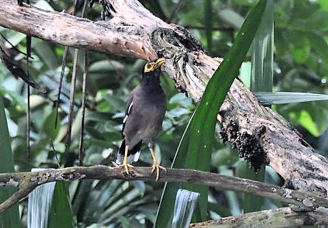242. TREURMAINA (Acridotheres tristis)