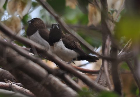 244. JAVAANS BRONZEMANNETJE (Lonchura leucogastroides)