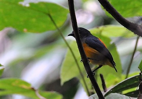 236. ORANJEBUIKHONINGVOGEL  (Dicaeum trigonostigma)