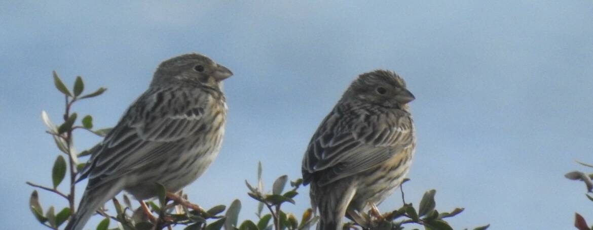 247. GRAUWE GORS (Emberiza calandra)