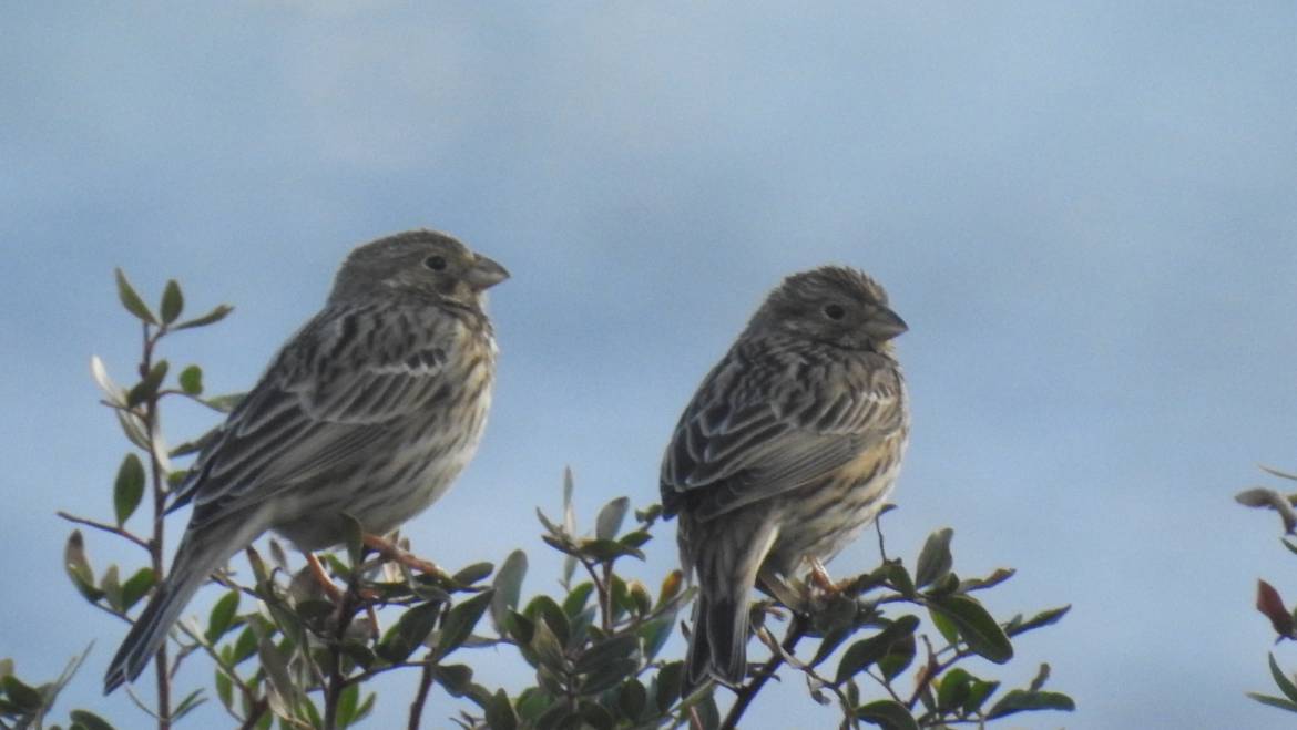 247. GRAUWE GORS (Emberiza calandra)