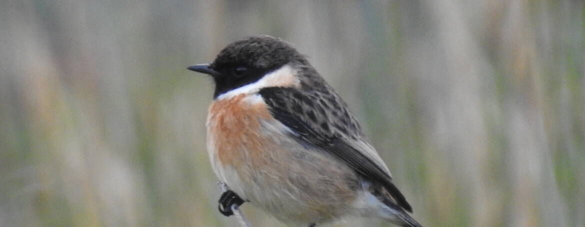 246. ROODBORSTTAPUIT (Saxicola rubicola)