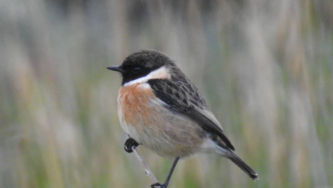 246. ROODBORSTTAPUIT (Saxicola rubicola)