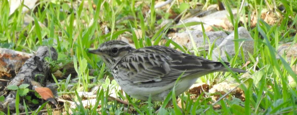 250. BOOMLEEUWERIK (Lullula arborea)