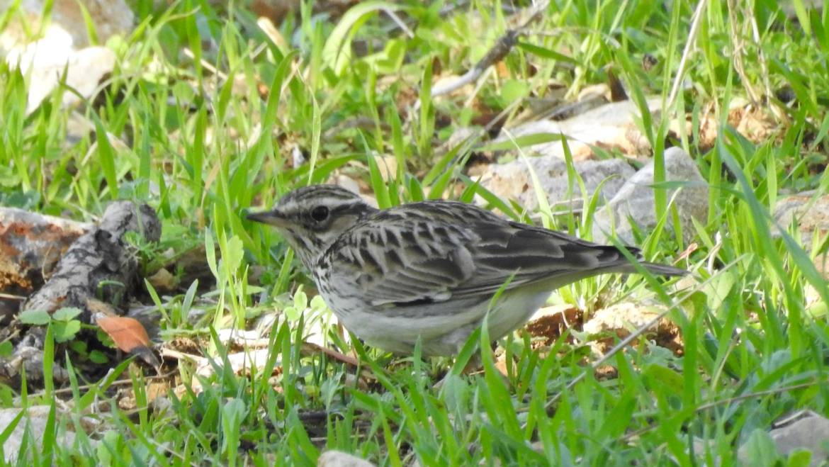 250. BOOMLEEUWERIK (Lullula arborea)