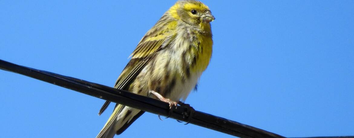 254. EUROPESE KANARIE (Serinus serinus)