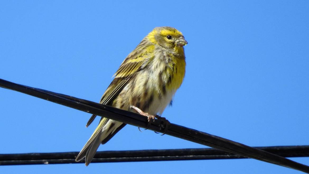 254. EUROPESE KANARIE (Serinus serinus)