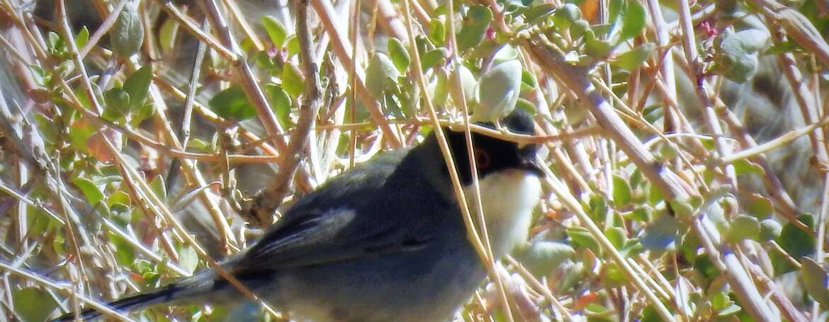 253. KLEINE ZWARTKOP (Sylvia melanocephala)