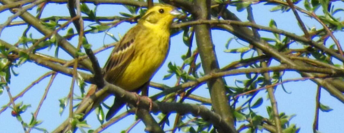 255. GEELGORS (Emberiza citrinella)