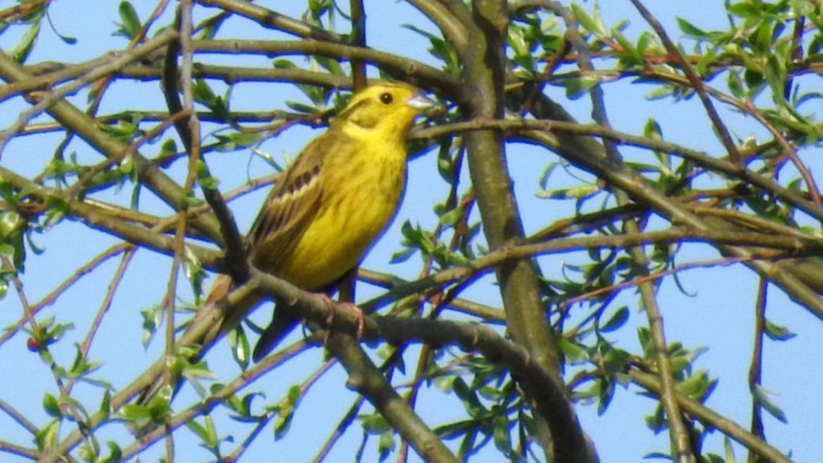 255. GEELGORS (Emberiza citrinella)
