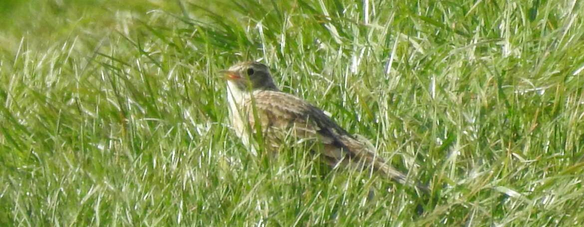 256. VELDLEEUWERIK (Alauda Arvensis)