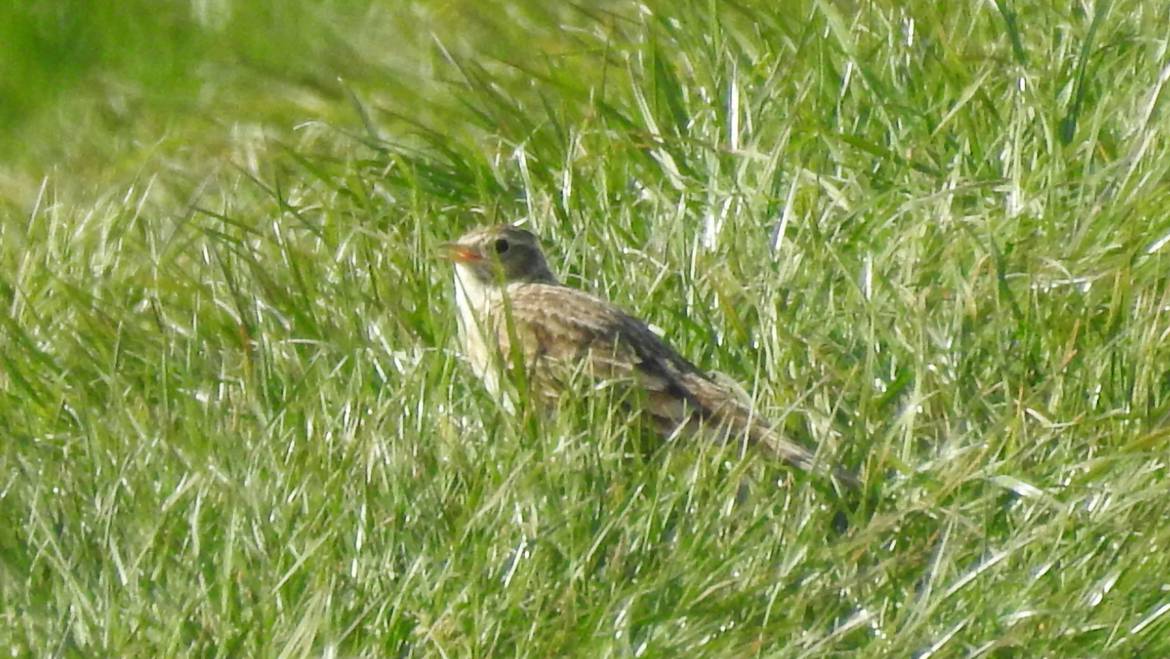 256. VELDLEEUWERIK (Alauda Arvensis)