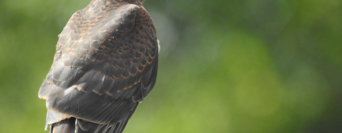 258. SPERWER (Accipiter nisus)