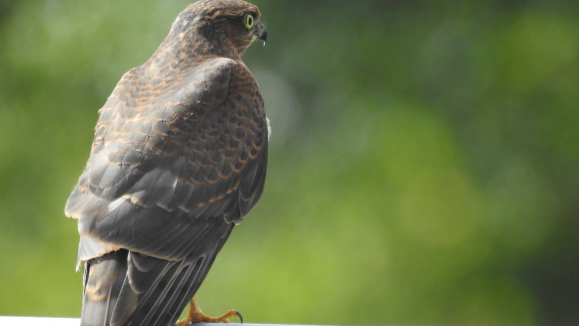 258. SPERWER (Accipiter nisus)