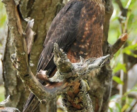 260. NIEUW-ZEELANDSE VALK (Falco novaeseelandiae)