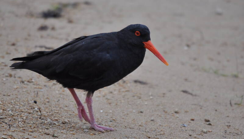 265. NIEUW-ZEELANDSE ZWARTE SCHOLEKSTER (Haematopus unicolor)