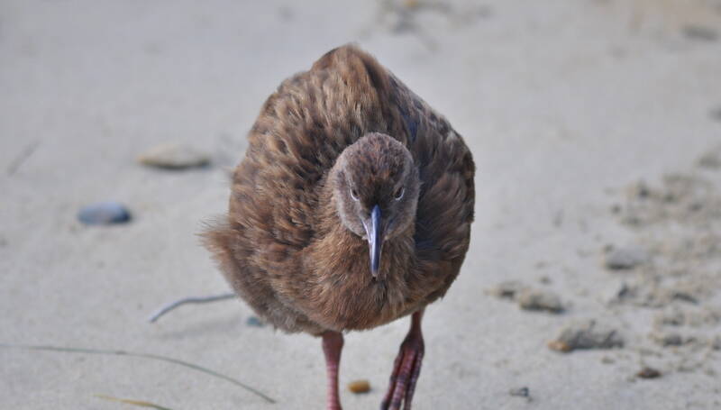 264. WEKA (Gallirallus australis)