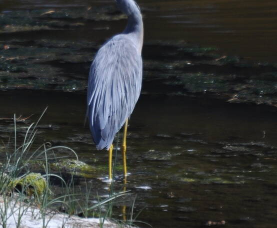 263. WITWANGREIGER (Egretta novaehollandiae)