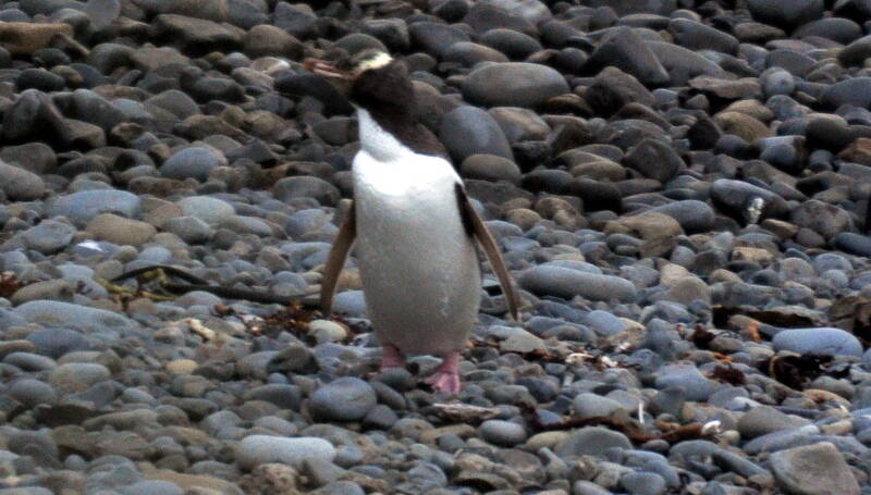 261. GEELOOGPINGUIN (Megadyptes antipodes)