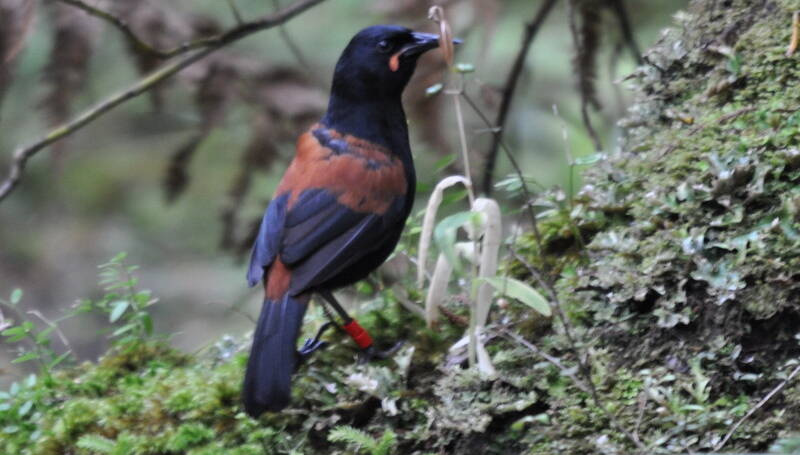 269. Noordelijke zadelrug (Philesturnus rufusater)