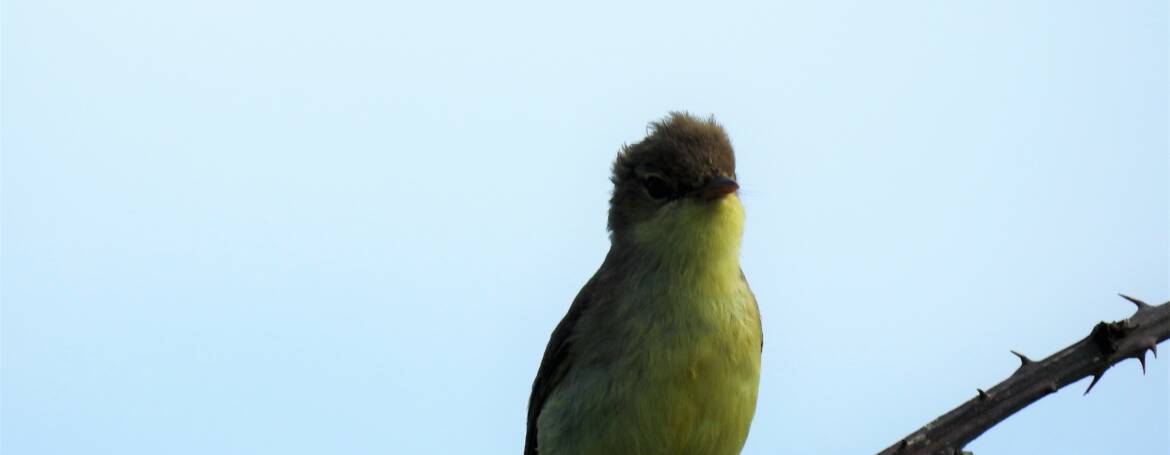 271. ORPHEUSSPOTVOGEL (Hippolais polyglotta)
