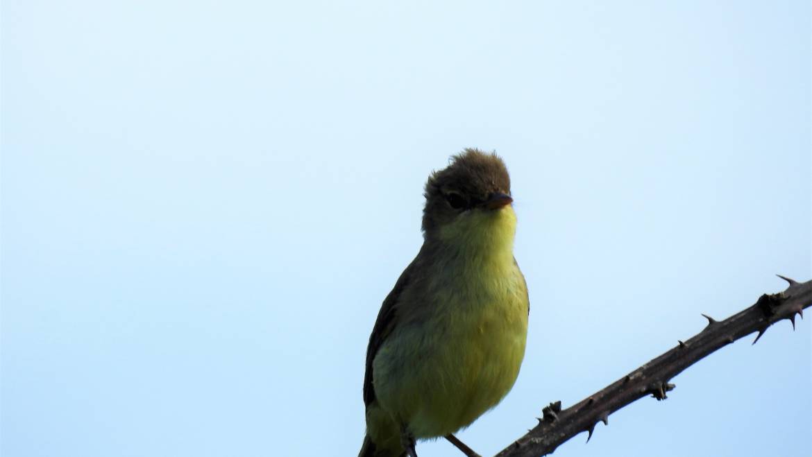 271. ORPHEUSSPOTVOGEL (Hippolais polyglotta)