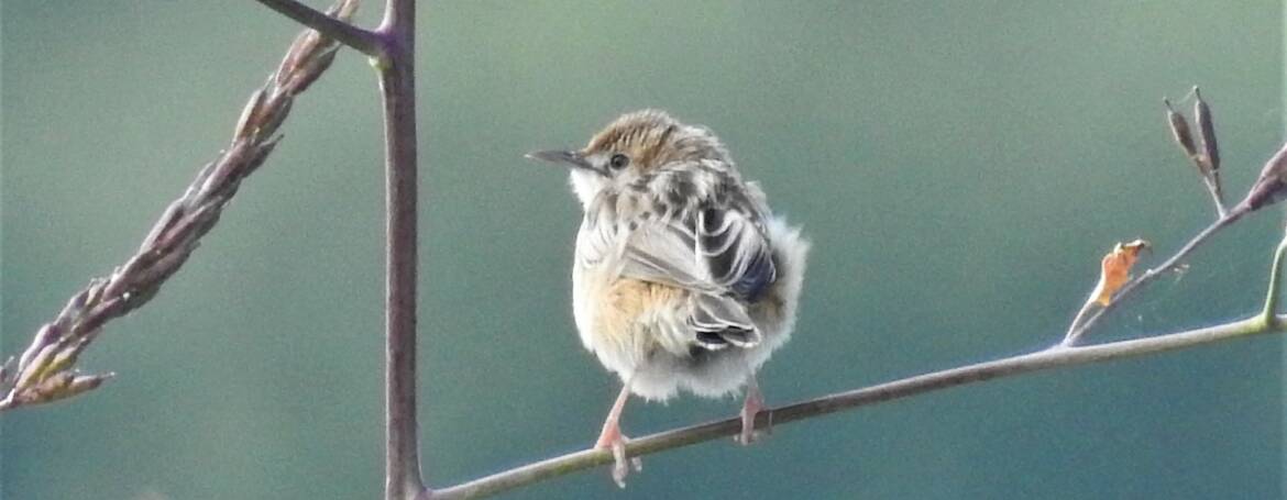 272. GRASZANGER (Cisticola juncidis)