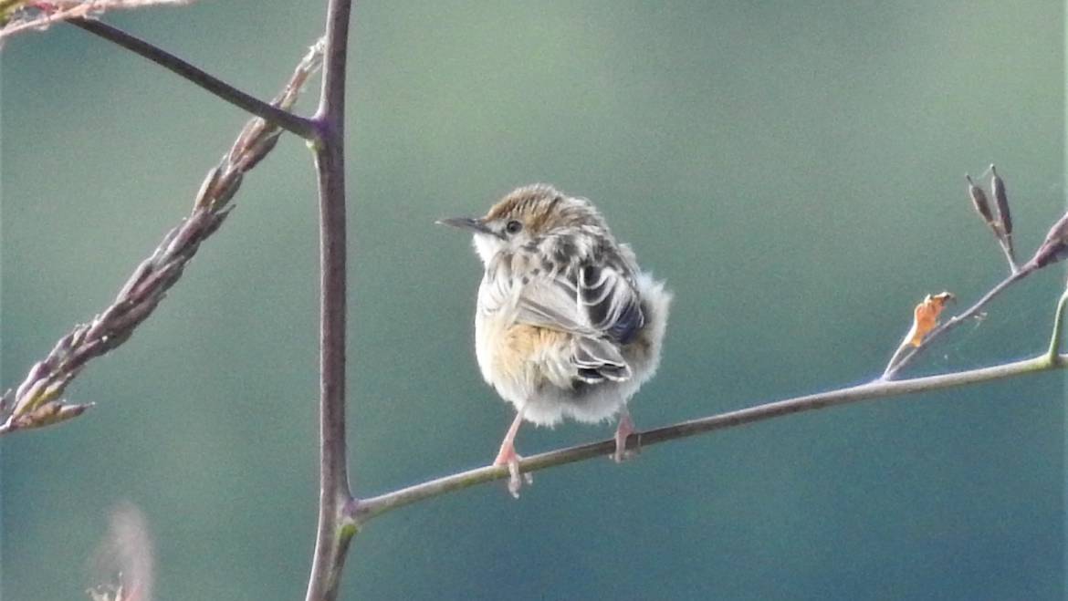 272. GRASZANGER (Cisticola juncidis)