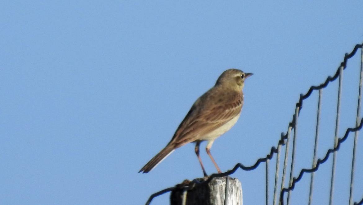 274. DUINPIEPER (Anthus campestris)