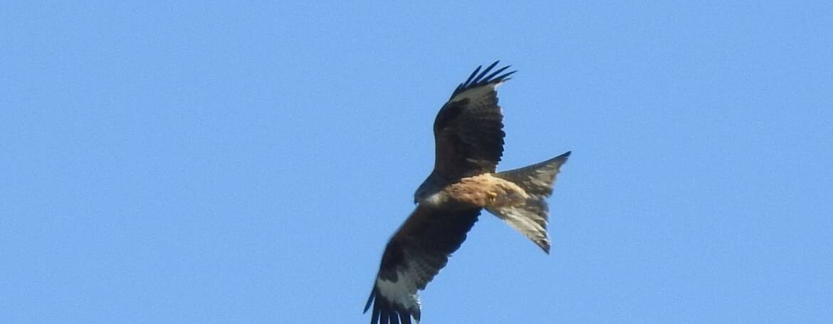280. RODE WOUW (Milvus milvus)