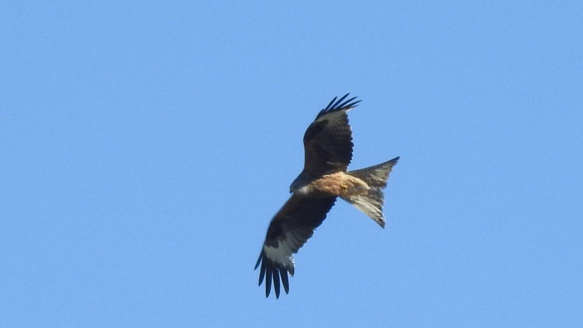 280. RODE WOUW (Milvus milvus)