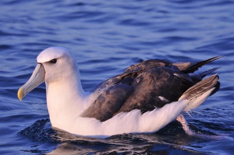 284. WITKAPALBATROS (Thalassarche cauta)