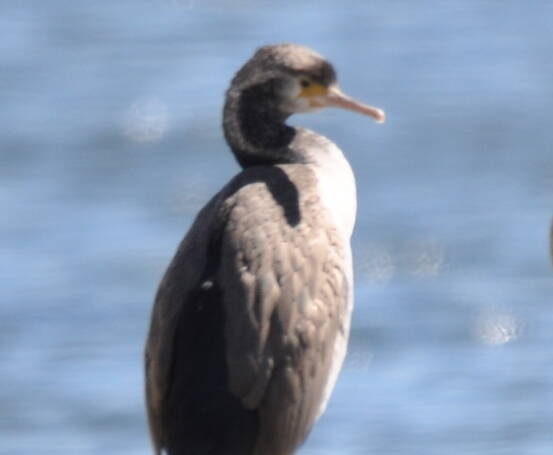 282. GEVLEKTE AALSCHOLVER (Phalacrocorax punctatus)