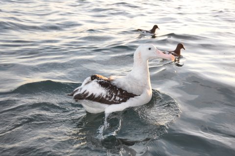 278. GROTE ALBATROS (Diomedea exulans)