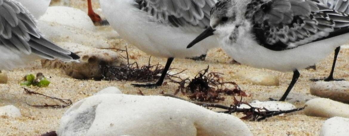 273. DRIETEENSTRANDLOPER (Calidris Alba)