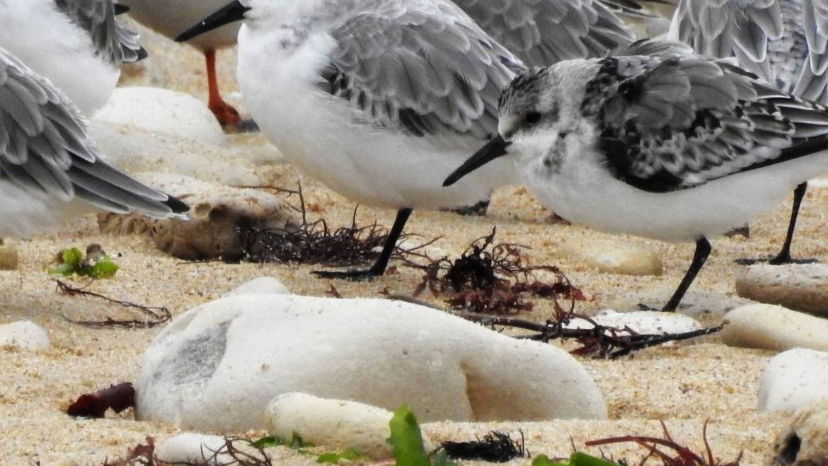 273. DRIETEENSTRANDLOPER (Calidris Alba)