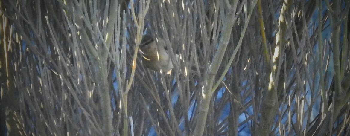 288. CANARISCHE TJIFTJAF (Phylloscopus canariensis)