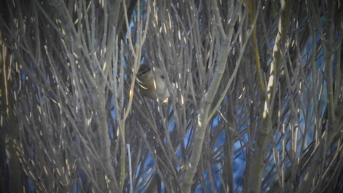 288. CANARISCHE TJIFTJAF (Phylloscopus canariensis)