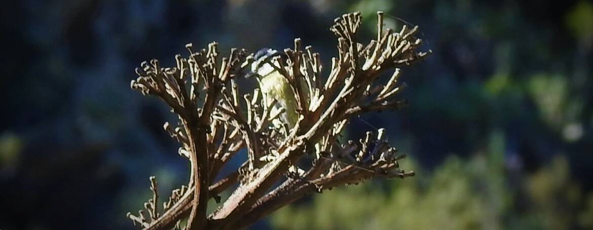 287. TENERIFEPIMPELMEES (Cyanistes teneriffae)
