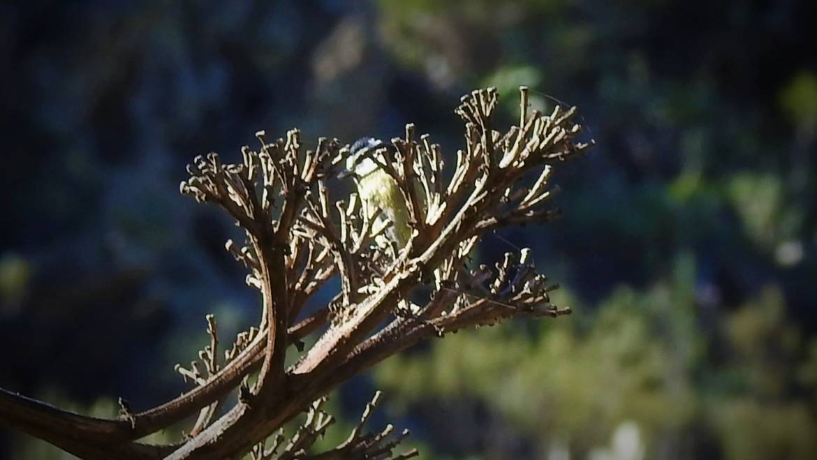 287. TENERIFEPIMPELMEES (Cyanistes teneriffae)
