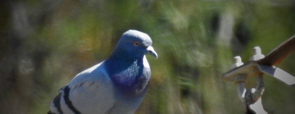 289. ROTSDUIF (Columba livia)